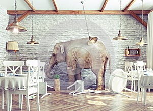 Elephant calm in a restaurant interior