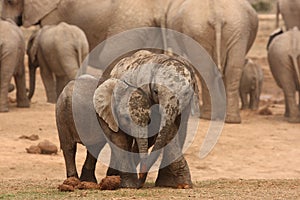 Elephant calves. photo