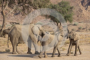 Elephant Calves Playing or Courting