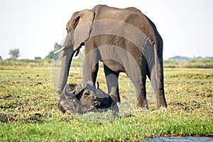 Elephant and Cape buffalo