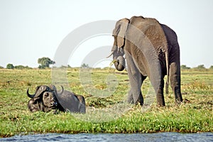 Elephant and Cape buffalo