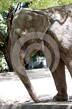 Elephant in captivity photo