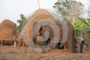 Domesticated Elephants in Nepal photo