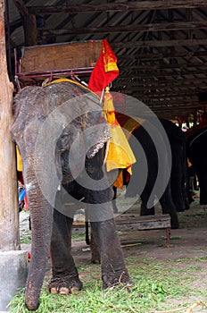 Elephant in captivity used to give tours to tourists through cities in Asia.