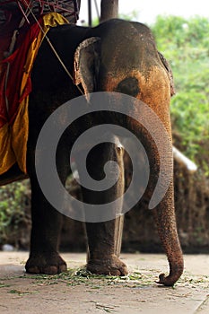 Elephant in captivity used to give tours to tourists through cities and countries in Asia.