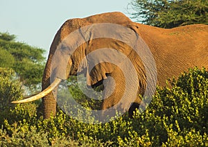 Elephant captured in the wilderness