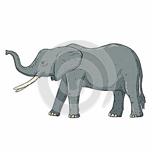 elephant cartoon isolated on white