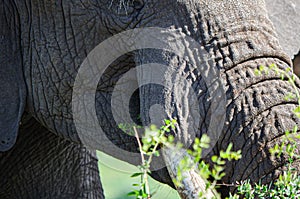 An elephant catching a branch of a bush with its trunk