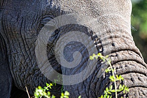 An elephant catching a branch of a bush with its trunk