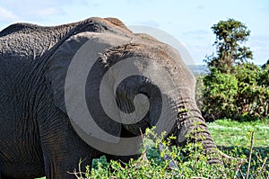 An elephant catching a branch of a bush with its trunk