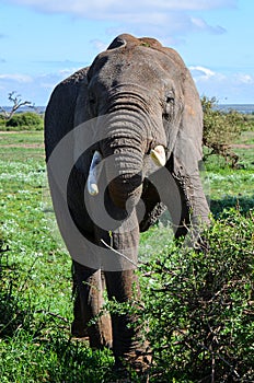 An elephant catching a branch of a bush with its trunk