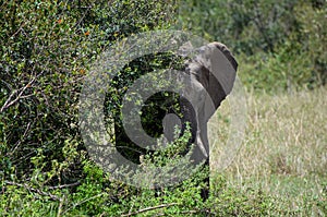 An elephant catching a branch of a bush with its trunk, Kenya Africa
