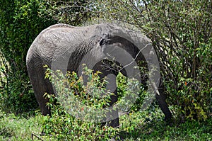 An elephant catching a branch of a bush with its trunk, Kenya, Africa