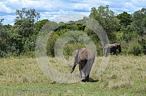 An elephant catching a branch of a bush with its trunk, kenya, Africa