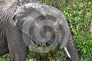 An elephant catching a branch of a bush with its trunk, Kenya, africa