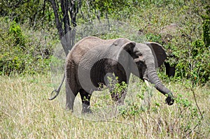 An elephant catching a branch of a bush with its trunk, Kenya, Africa