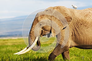 Elephant with Cattle Egret