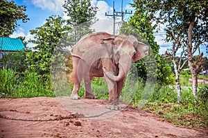 Elephant chained. Care for Elephant needing Rest and Recuperation in surin Thailand photo