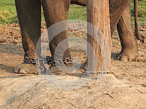 Elephant in a chains