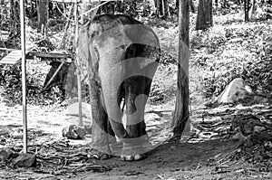 Elephant in chains