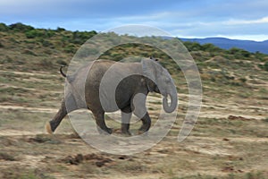 A elephant charges at Addo park