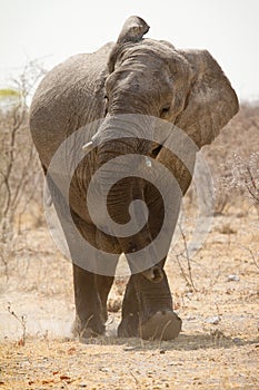 Elephant charging