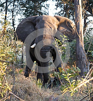 Elephant charging in jungle