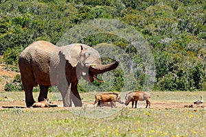Elephant chasing the warthogs