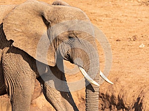 Elephant with chipped ear and small tusks.