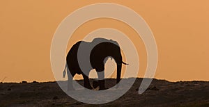 Elephant in Chobe photo