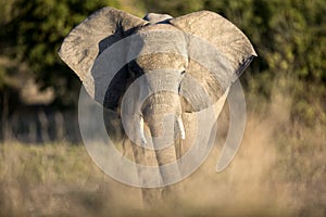 An Elephant in Chobe