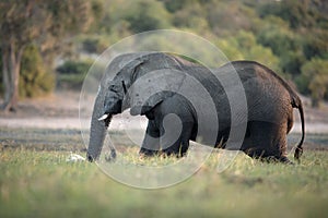 An Elephant in Chobe