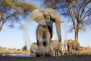 elephant at chobe national park
