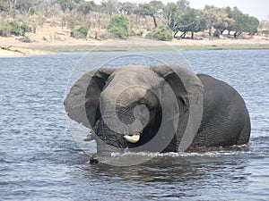 Elephant in chobe river