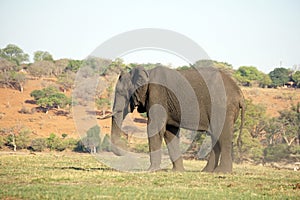 Elephant by the Chobe River