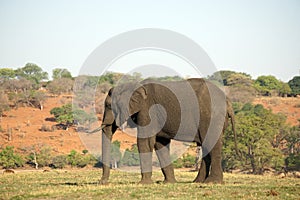 Elephant by the Chobe River