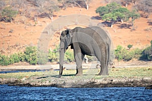 Elephant by the Chobe River