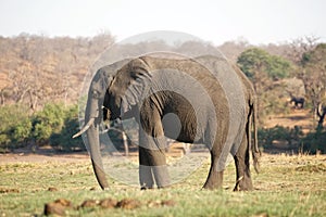 Elephant by the Chobe River