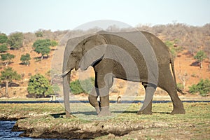 Elephant by the Chobe River