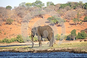 Elephant by the Chobe River