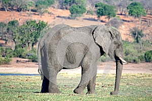 Elephant by the Chobe River