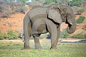 Elephant by the Chobe River