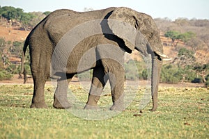 Elephant by the Chobe River