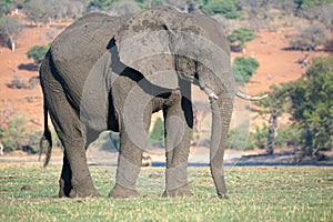 Elephant by the Chobe River