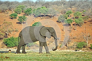 Elephant by the Chobe River