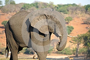 Elephant by the Chobe River