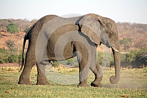 Elephant by the Chobe River