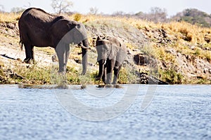 Elephant - Chobe River, Botswana, Africa