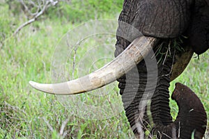 Elephant with clean tusks eating grass