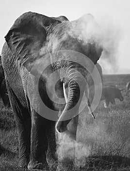 Elephant cleaning